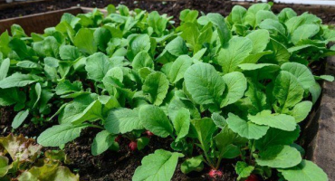 Jak pěstovat ředkvičky ve skleníkových podmínkách?